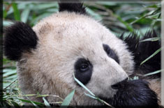 Chengdu Panda